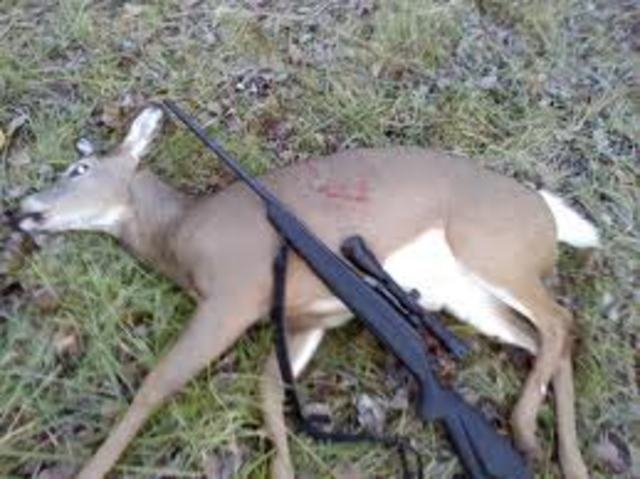 Tiré mi primer ciervo.
