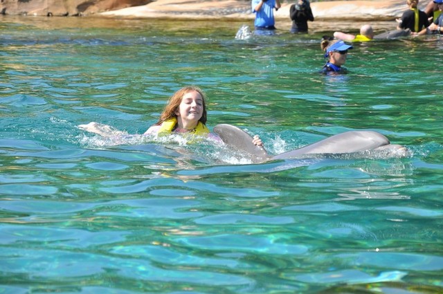 Swim with a dolphin