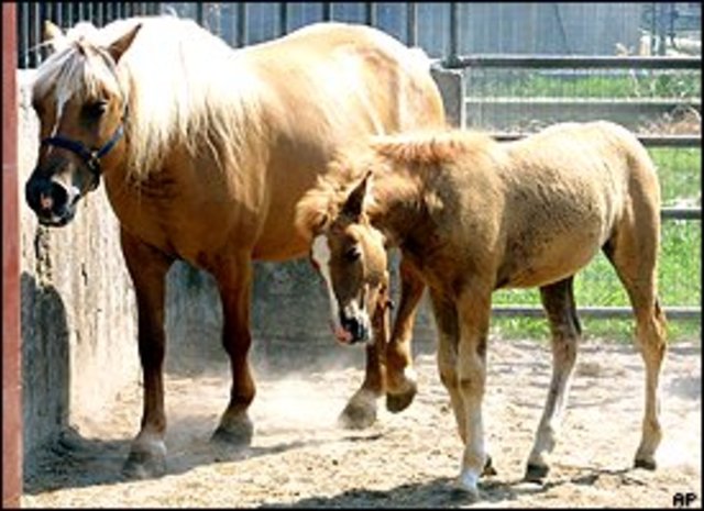Prometea, the first horse cloned by Italian scientists, is born.
