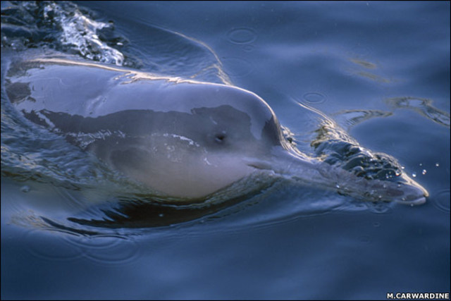 The Chinese River Dolphin or Baiji becomes extinct.