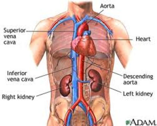 removel of my right kidney