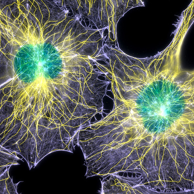 Timeline: History of Cell Theory