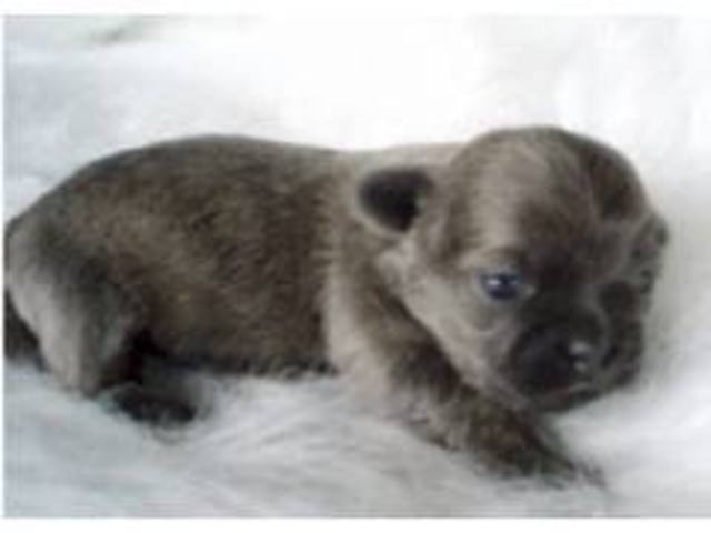 Me dieron mi primer perro en el diesiseis de marzo de dos mil uno.