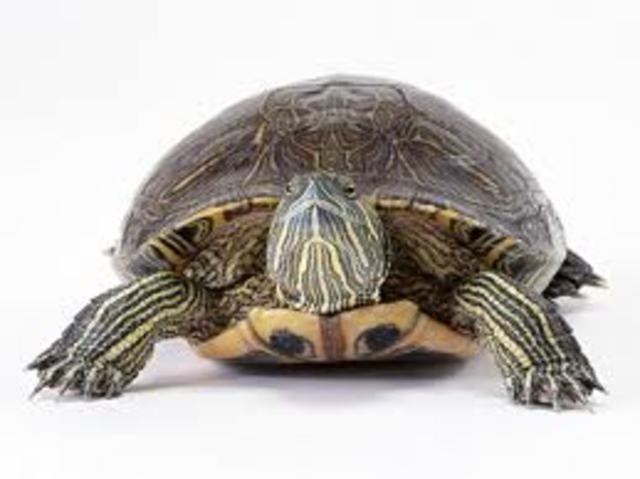 Me adopte mi primera tortuga en marzo septimo ano dos mil cinco.