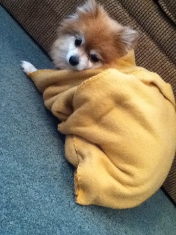 Obteni mi cachorra primera.