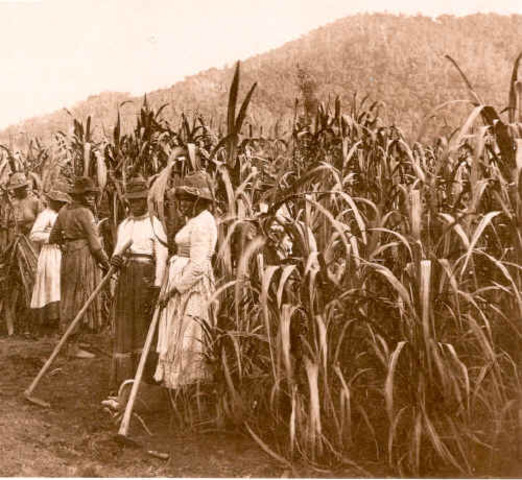 Pacific Islander Labourers