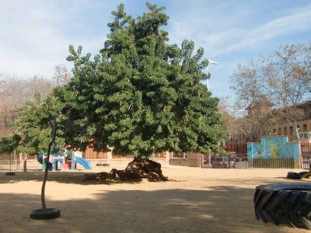 We start Nursery in Bogatell