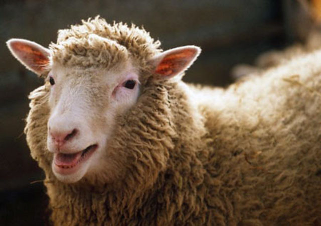 Dolly the sheep the first mammal to be cloned was borne