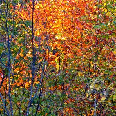 Timeline: The 13th Century By: Tamara Carter