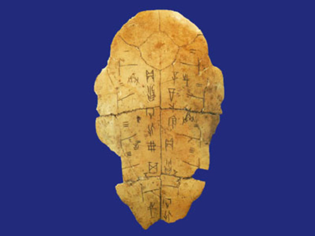 Caparazones de tortuga