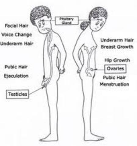Adolescence #1 Physical Changes