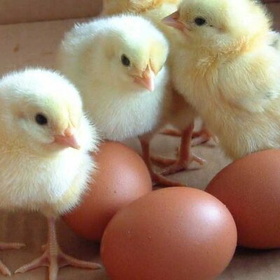 Timeline: From Egg to Chick!