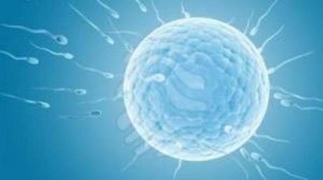 Por primera vez se cultivan ovocitos humanos hasta que alcanzaron su madurez.