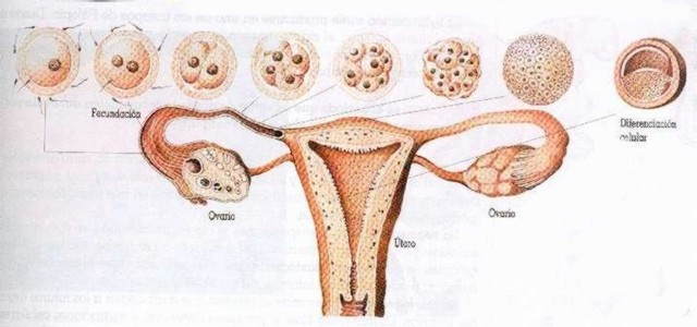 Se realizan implantaciones en el útero materno de óvulos fecundados en probetas (Gran Bretaña).