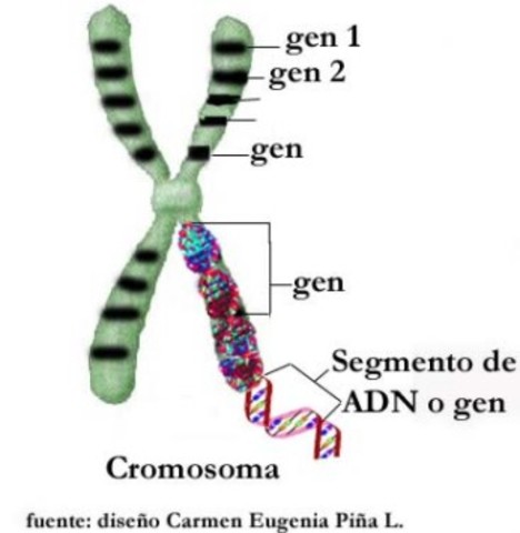 Comienzo el Proyecto Genoma Humano, con el fin de mapear los genes.