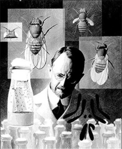 Morgan and Drosophila melanogaster