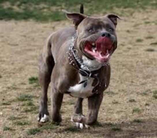 Primeras Restricciones