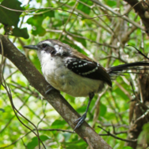 Estado Novo (New State)