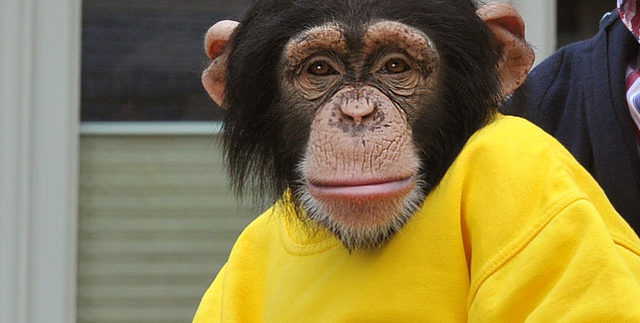 Charly kriegt 'nen Affen!