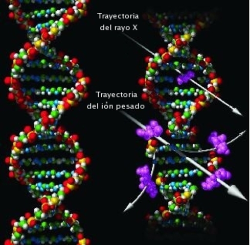 Dilucidación de la función del ADN