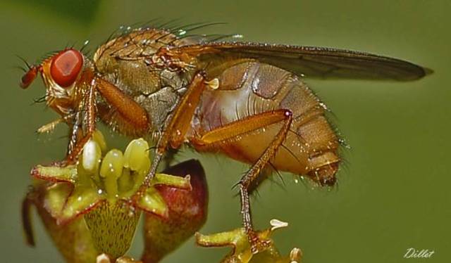 Secuenciado el genoma de la mosca de la fruta.