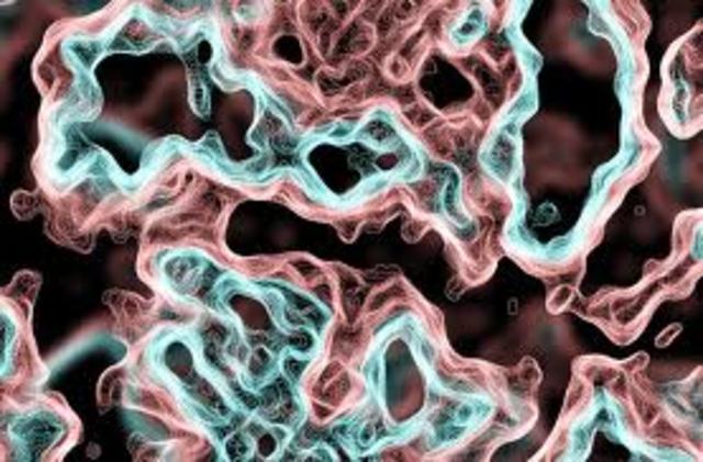 La bacteria transporta el gen.