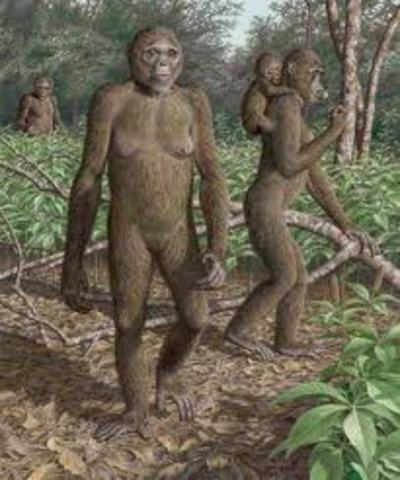 Ardipithecus ramidus