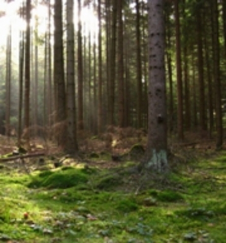 берендеева чаща