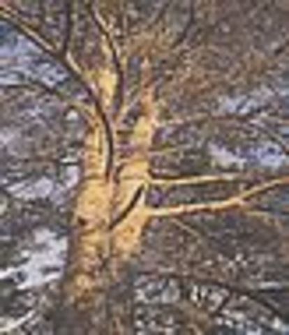 корабельная сосна