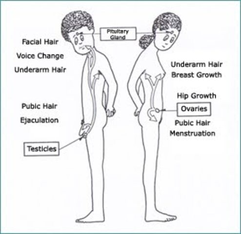 Adolescence- Puberty (physical Development)