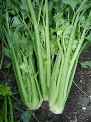 Celery continued