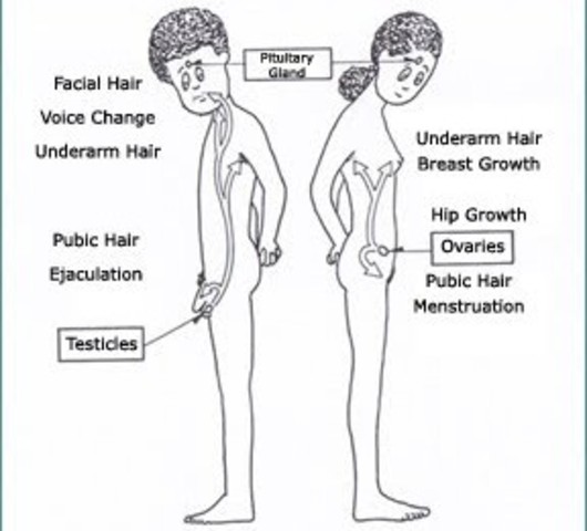 Puberty; we all did it.