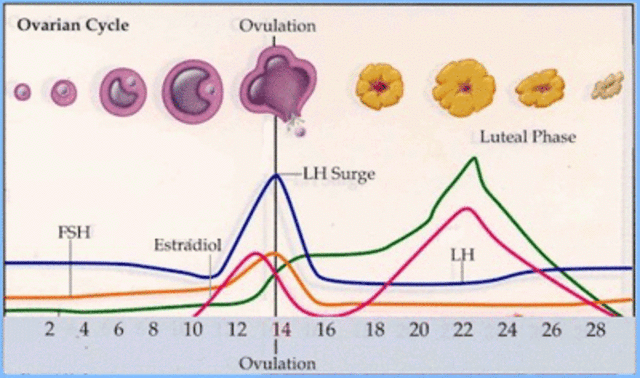 Ovulation Occurs