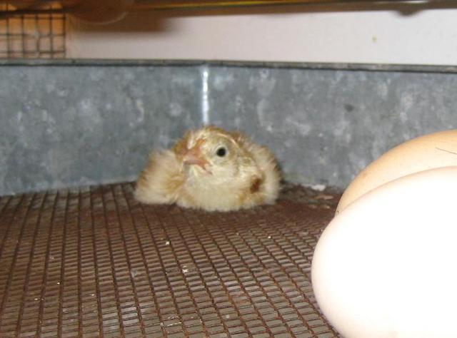 Il primo pulcino