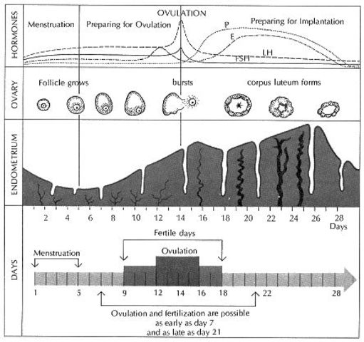 Last Menstrual Cycle