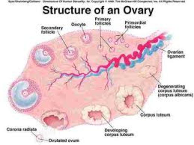 Ovulation
