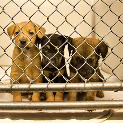 Timeline: Si Se Puede Project Timeline