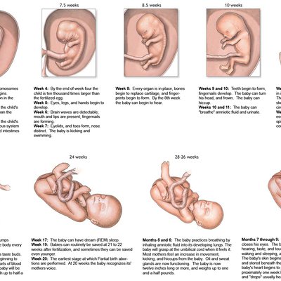 Timeline: Raymond & Josh, Fetal Development