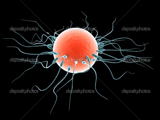 The time my egg gets fertilized!