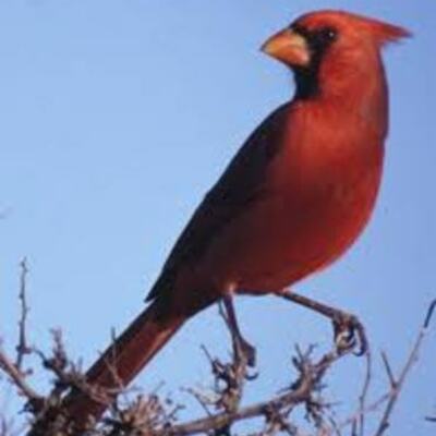 Timeline: Major Events In North Carolina