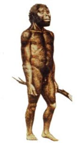 Austrolopithecus Afarensis