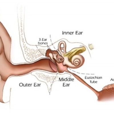 Timeline: Hearing Development from Birth