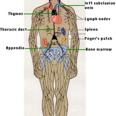 Timeline: Prenatal Immune System Development