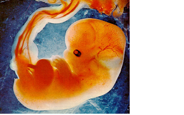 fetal development