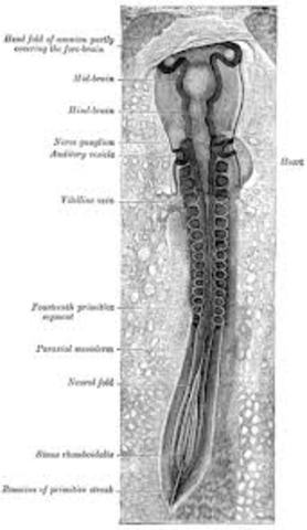 Neural Tube