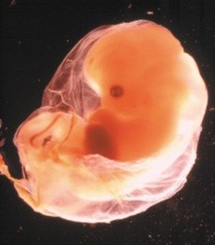 Developement of Organs