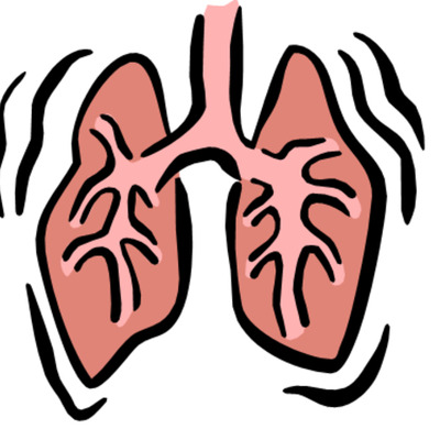 Timeline: Fetal Respiratory Development