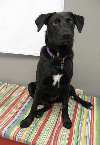 Algunos dicen que los cadejos son malignos; otros que son benignos