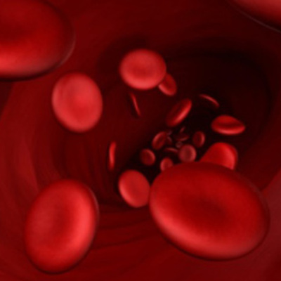 Timeline: Cardiovascular System During Embryological Development