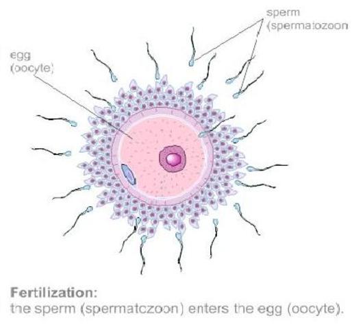 Fertilization Occurs